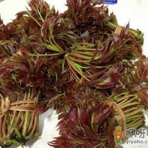 香椿炒鸡蛋怎么做好吃？香椿炒鸡蛋的做法
