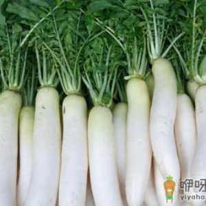 怎么挑选白萝卜？白萝卜的挑选方法