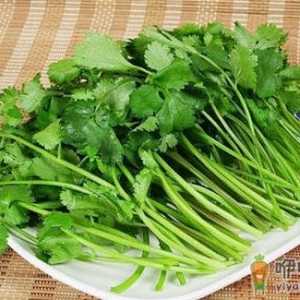芫荽是什么？芫荽怎么做好吃？