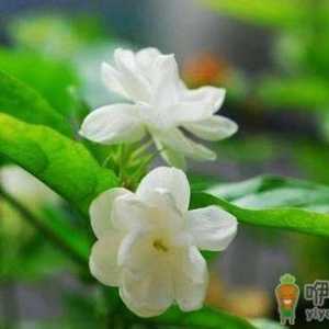 茉莉怎么吃？茉莉可清热解毒