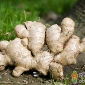 几种生姜吃法缓解身体不适