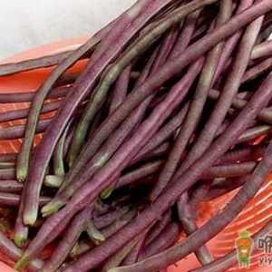 八月豆为人体补充丰富氨基酸 八月豆的食用方法