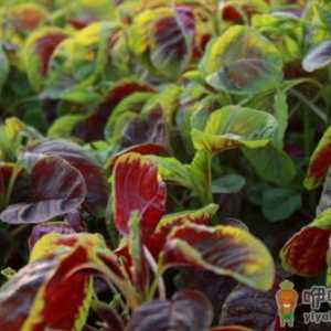 吃苋菜有什么好处？苋菜的做法
