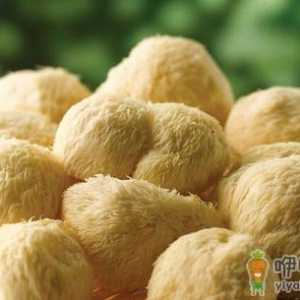 长根菇的功效 长根菇的做法