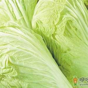 怎样挑选大白菜？大白菜的选购技巧