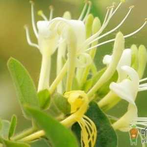 这6类植物是天然消炎药 鱼腥草特别适合烟民