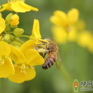 胃不好的人能吃蜂蜜吗？胃病患者怎么吃蜂蜜？
