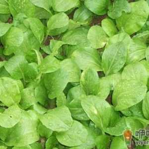 绿叶蔬菜营养丰富 正确烹饪才能留住营养