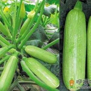西葫芦怎么做好吃？怎么炒西葫芦不出汤