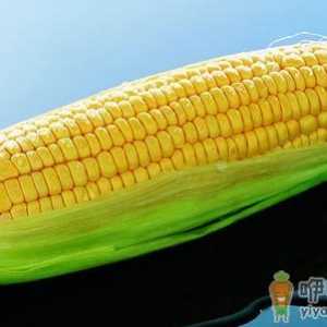 玉米的功效 玉米排骨汤的做法