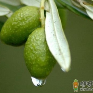 橄榄泡水喝的好处-扁桃体发炎吃什么好？