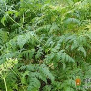 细叶芹的功效 细叶芹的做法