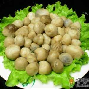 草菇怎么做营养好吃？草菇的做法
