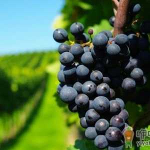 夏天7个方法 教你挑选好葡萄