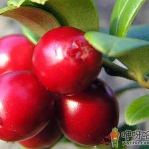 蔓越莓怎么吃？吃蔓越莓的食用禁忌
