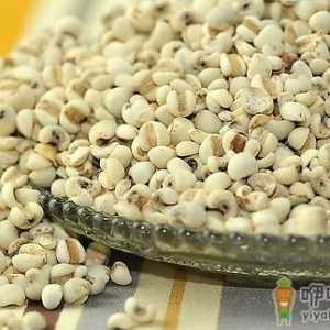 体内湿气重吃什么好？去除湿气的食物推荐