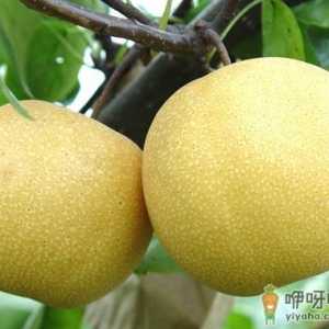 咳嗽怎么吃梨？咳嗽吃梨有讲究