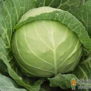 如何挑选新鲜的甘蓝菜？甘蓝菜的选购方法