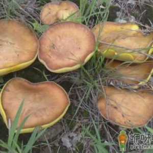 松蘑的做法-松蘑的功效与作用