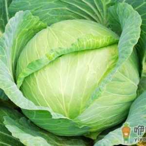 卷心菜营养好 正确选购有方法