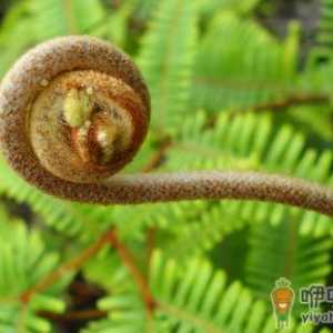蕨菜的做法大全：炒蕨菜的做法