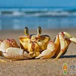 秋季吃螃蟹 怎样选购储存