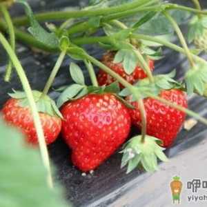 选购新鲜草莓的技巧