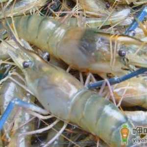 虾营养丰富且肉质鲜美 挑选新鲜好虾的窍门