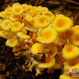 榆黄蘑有哪些做法？榆黄蘑的功效