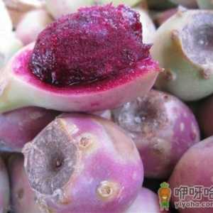 孕妇能吃仙人掌果吗？孕妇吃仙人掌果好吗
