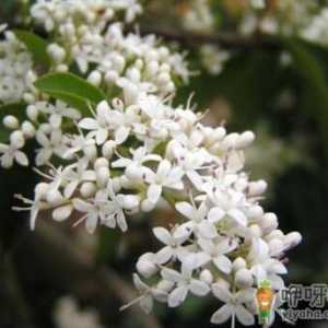 家里有孕妇能养夜来香吗？夜来香的养殖方法