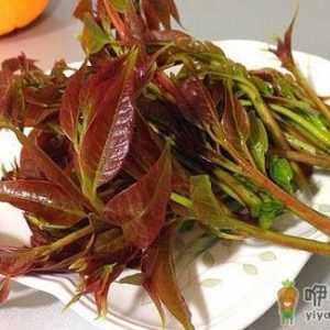 如何保存香椿？香椿的保存方法