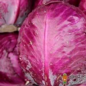 孕妇能吃紫甘蓝吗？孕妇吃紫甘蓝的做法