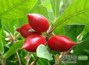 孕妇能吃神秘果吗？孕妇吃神秘果的食用禁忌