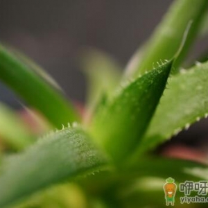 孕妇能用芦荟胶吗？芦荟胶的功效与作用