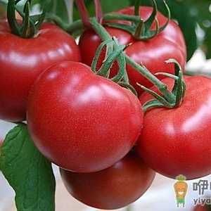 番茄的饮食方法及存储技巧
