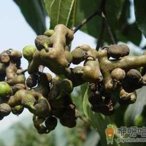 孕妇能吃拐枣吗？孕妇吃拐枣有什么好处
