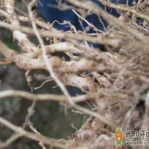 各种蔬菜根的妙用-蔬菜根有什么用途