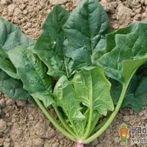 5大美容食物 吃出健康美丽肌肤