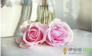 玫瑰能强效美白保湿