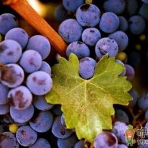 如何抗衰老？紫色食物助你有效抗衰老