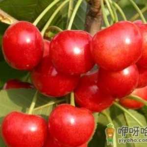 宝宝能吃樱桃吗？宝宝吃樱桃的做法