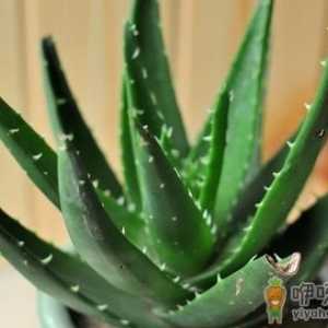 美白肌肤 你不得不看的6个食物偏方