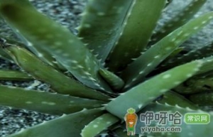 体验七个坊间盛传的控油秘方