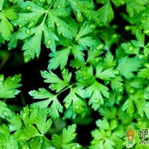 纯天然洋香菜熏蒸脸的方法