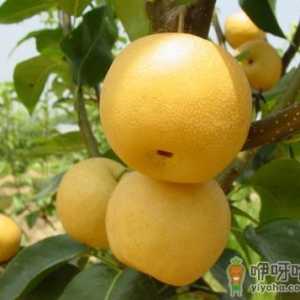宝宝吃梨好吗？宝宝吃梨的好处