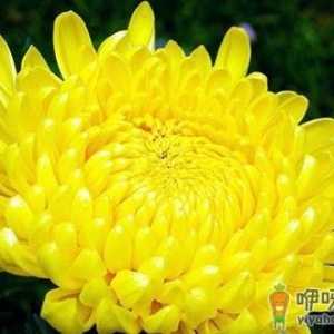 女人必知效果最佳美白偏方