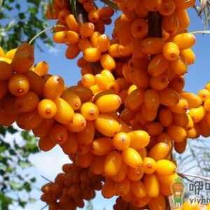多吃沙棘可以让你美白肌肤