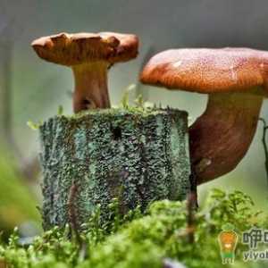 蘑菇能减肥？蘑菇减肥餐别错过