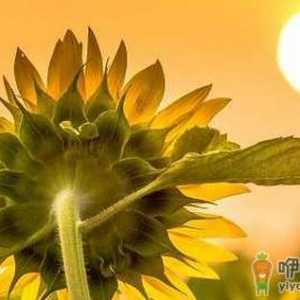 女人恋爱中的秘密武器：让他撒娇